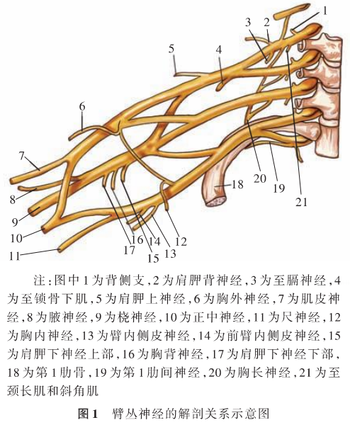 臂丛神经最新治疗方法