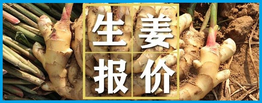 生姜价格最新行情分析