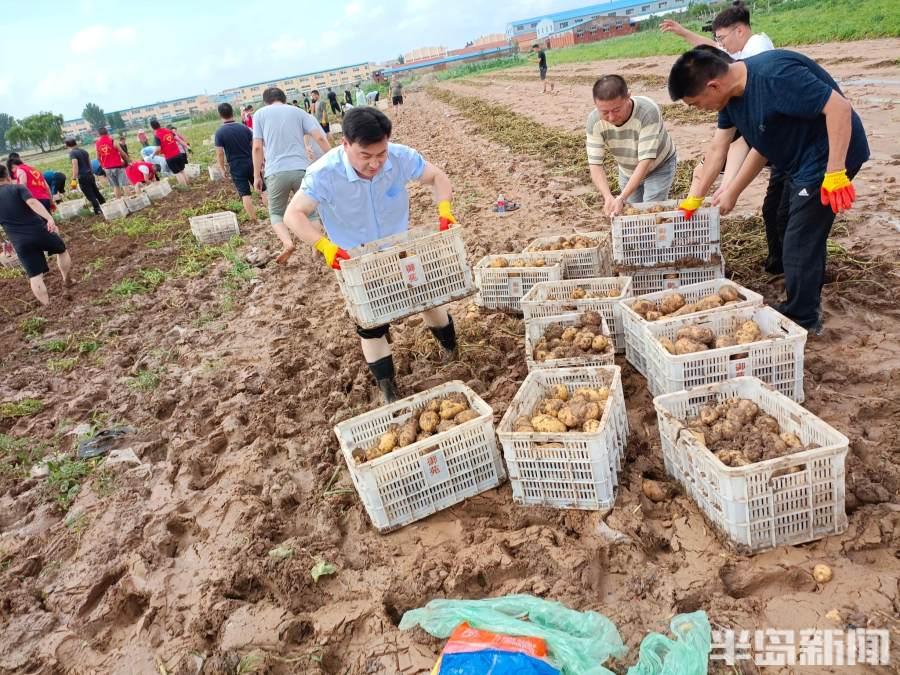 胶州土豆最新价格动态分析