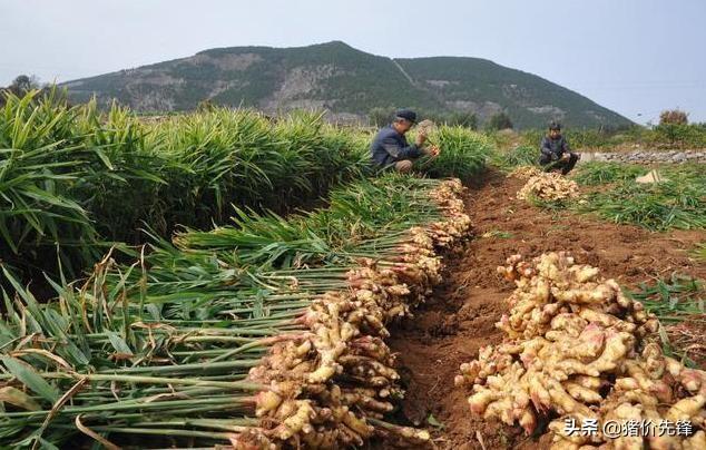 生姜最新价格及行情分析