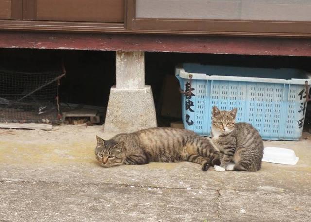 猫咪最新网站，探索猫奴的乐园